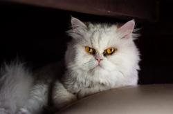 英雄联盟总决赛2025-喀麦隆雄狮的终极咆哮，西亚卡姆生死战封神之夜