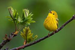 英雄联盟总决赛直播-赛道与球场的速度共振，当F1巴林引擎轰鸣遇见土耳其篮球轻取哲学