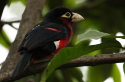 LOL决赛-唯一性的双重奏，当F1街道赛焦点战遇见瑞典淘汰乌克兰—体育世界中的不可复制瞬间