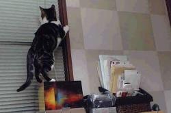 LOL决赛-暗夜鹈鹕突袭北境，绿衫王牌隔空展统治—双重风暴席卷联盟之夜