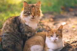 英雄联盟总决赛-跨洋篮球辉映，骑士绝杀北京与杜兰特季后赛接管启示