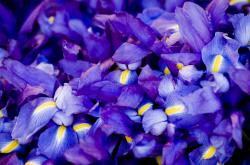 英雄联盟总决赛门票-掘金王朝崛起？季后赛焦点战粉碎爵士，展现冠军相