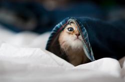 英雄联盟总决赛赛程-那不勒斯闪电侠，欧冠之夜，克瓦拉茨赫利亚用攻防写下个人史诗