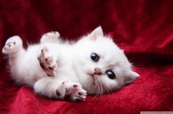 英雄联盟总决赛门票-德国堡垒的破壁者，当迪亚斯为勒沃库森注入叛逆血液