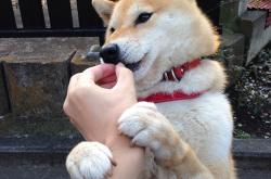 英雄联盟总决赛-沙漠风暴中的唯一绝唱，2026世界杯A组，尼日利亚用哈基米的致命一击粉碎澳大利亚