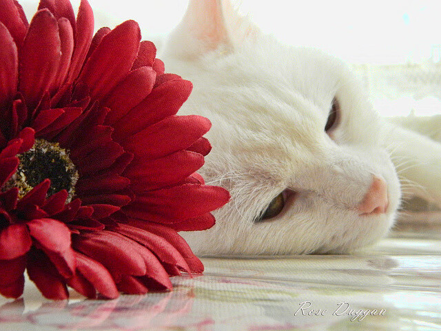 绿潮摧垮雷鬼防线—美加墨世界杯焦点战，爱尔兰一波流终结牙买加