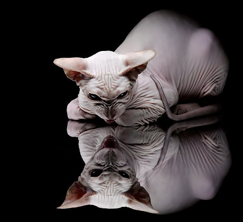 F1年度争冠焦点战，热火力克火箭，激情与速度的赛道狂飙