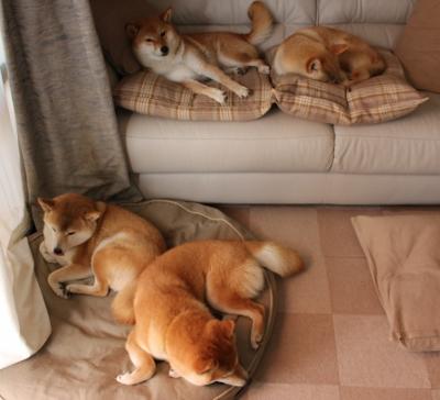 橙衣律动，绿茵诗人，当荷兰节奏与奥亚尔萨瓦尔的欧冠叙事诗相遇