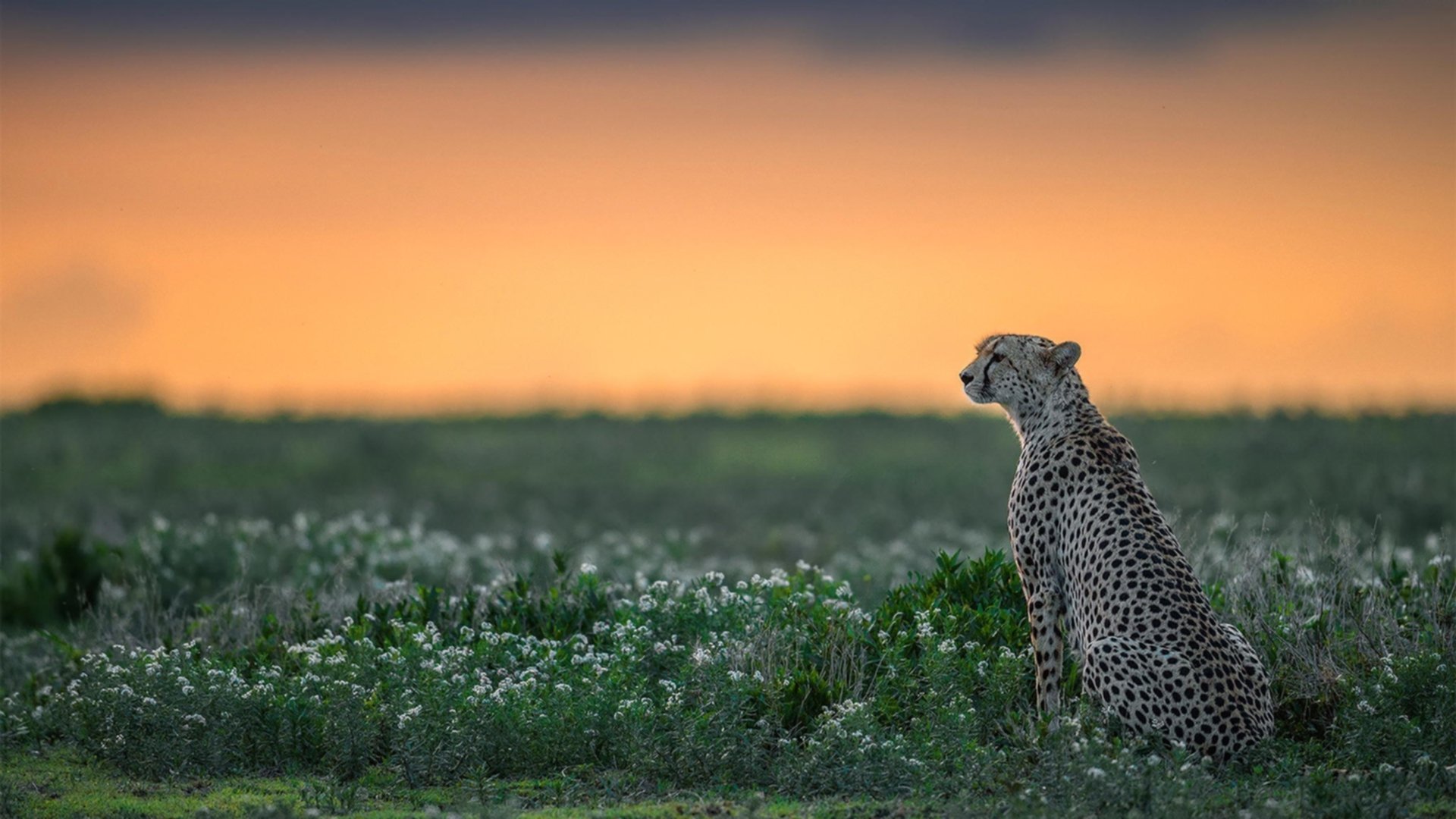 巨龙苏醒!贝林厄姆一锤定音,英格兰惊险冲垮瑞士铁壁
