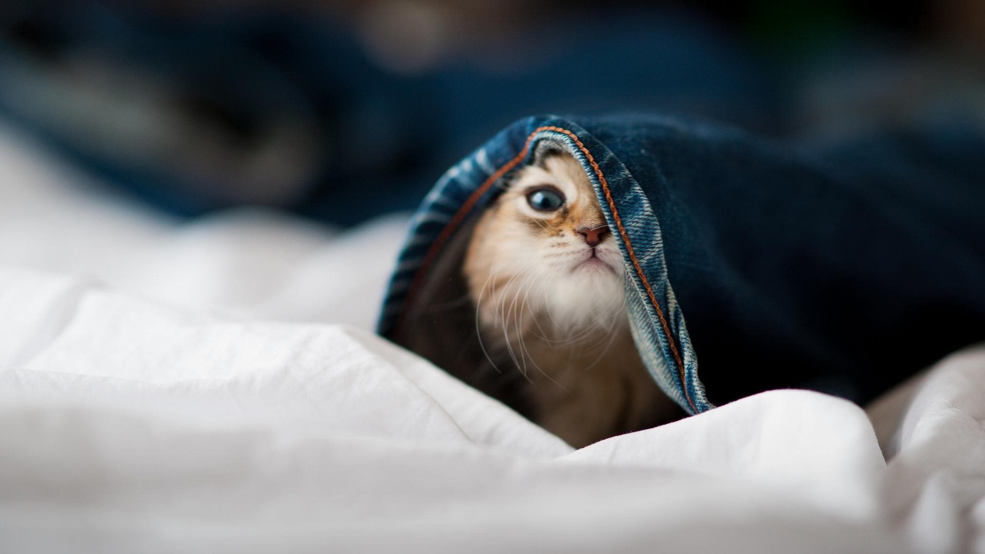 双塔破浪!塔图姆独舞杭州湾,快船火力全开凿沉浙江队