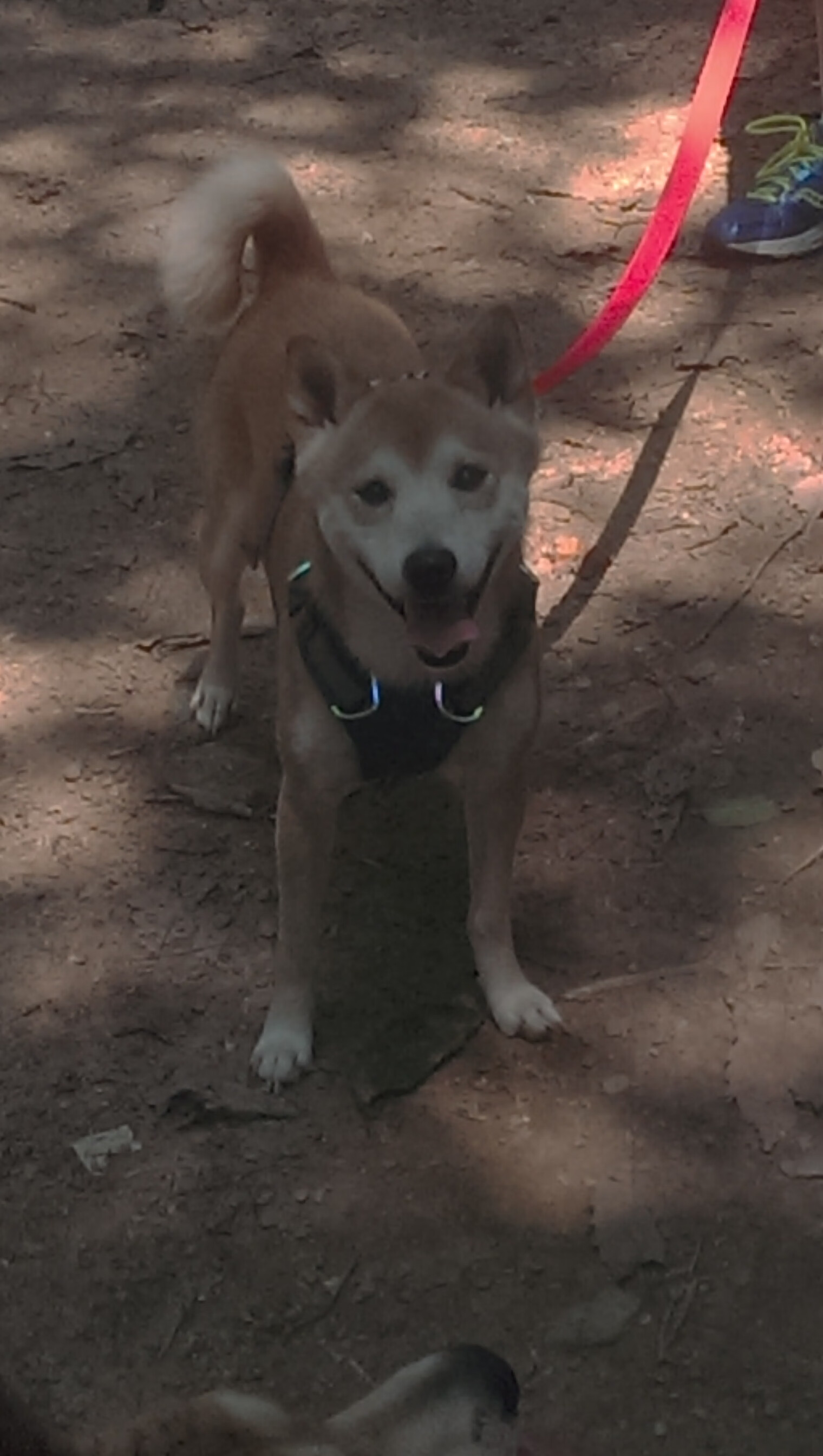 双重证明，蒂亚戈的焦点之战与希腊的读秒逆转