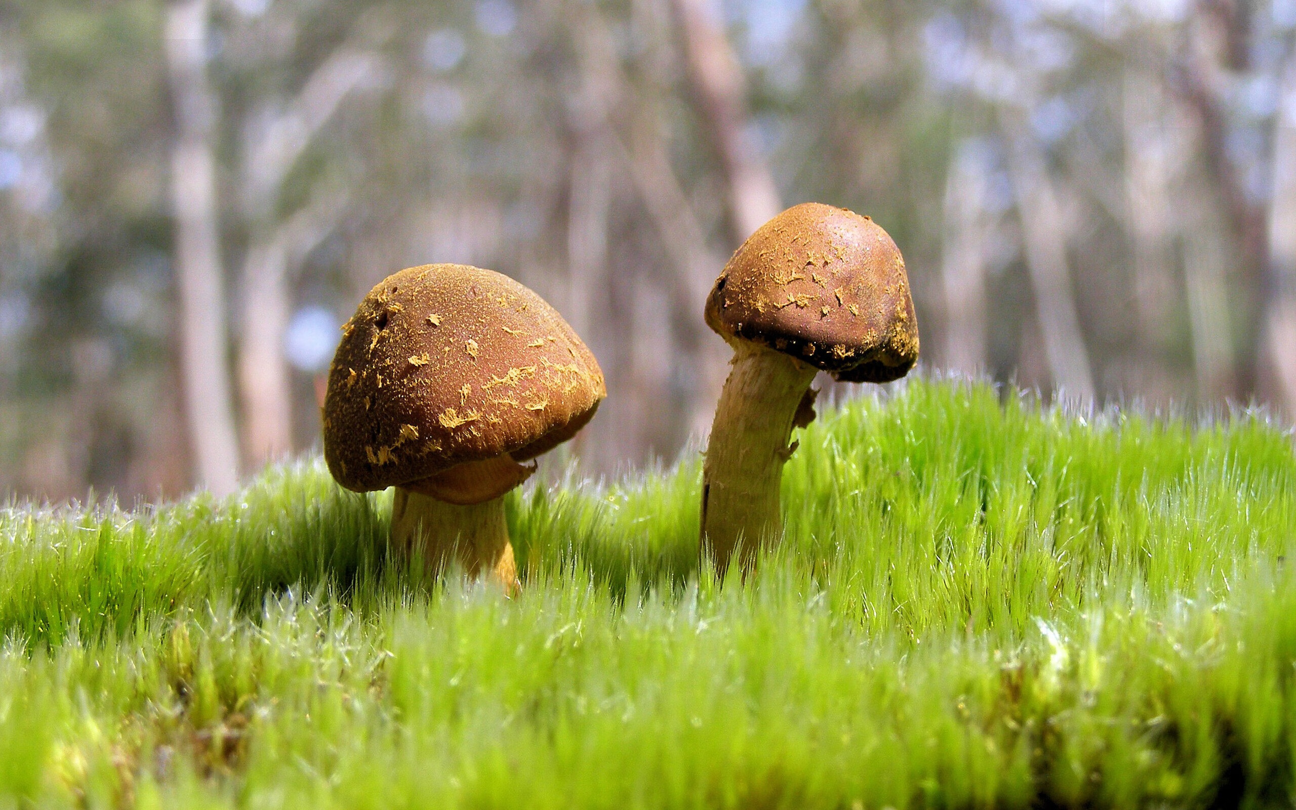 从边缘人到焦点，阿根廷对阵中国，戈麦斯的救赎之战