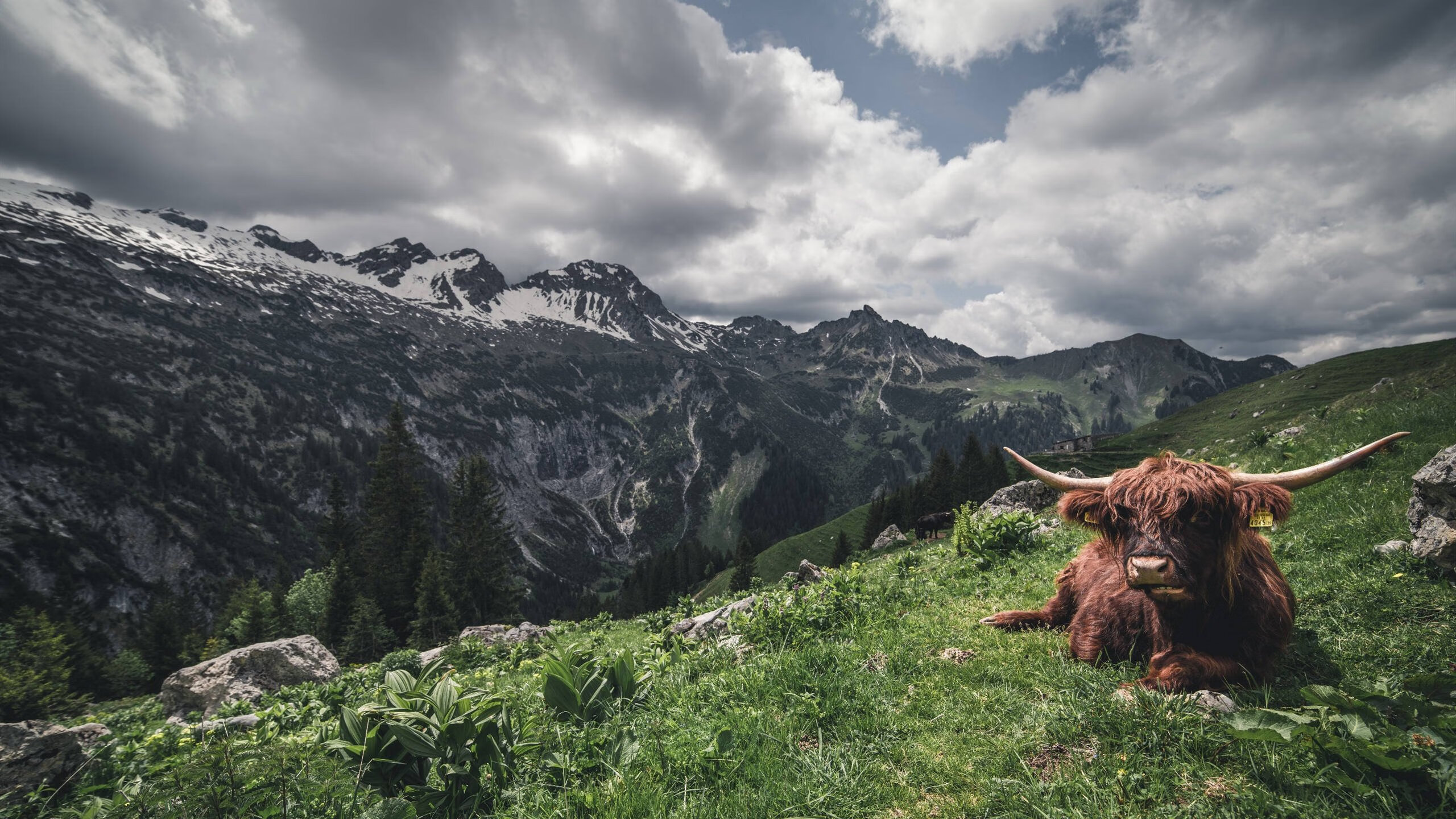 定鼎之战！从隐形守护者到锋利尖刀，霍勒迪的封神夜颠覆了一切
