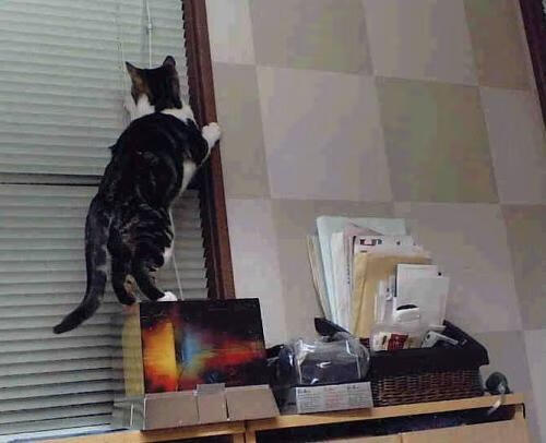 定鼎之战！从隐形守护者到锋利尖刀，霍勒迪的封神夜颠覆了一切