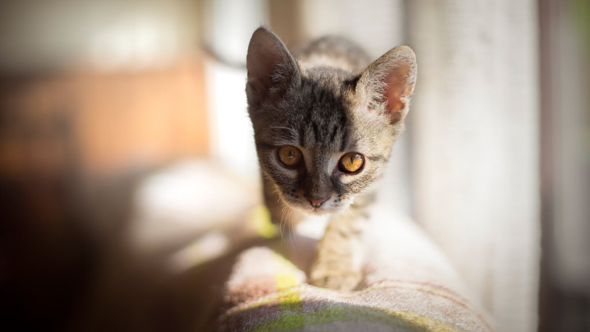 棋盘与球场，战略纵深与个人英雄主义的双重奏