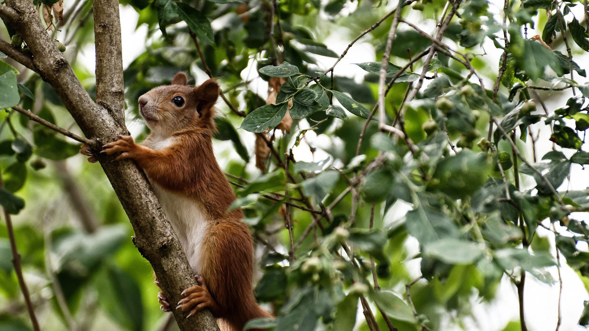 魔术·骑士与乔治不落,一场胜利与一份稳定的胜利拼图