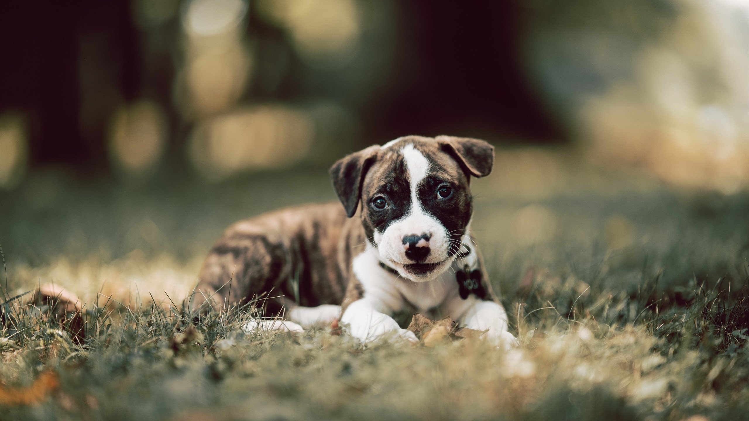 魔术·骑士与乔治不落,一场胜利与一份稳定的胜利拼图