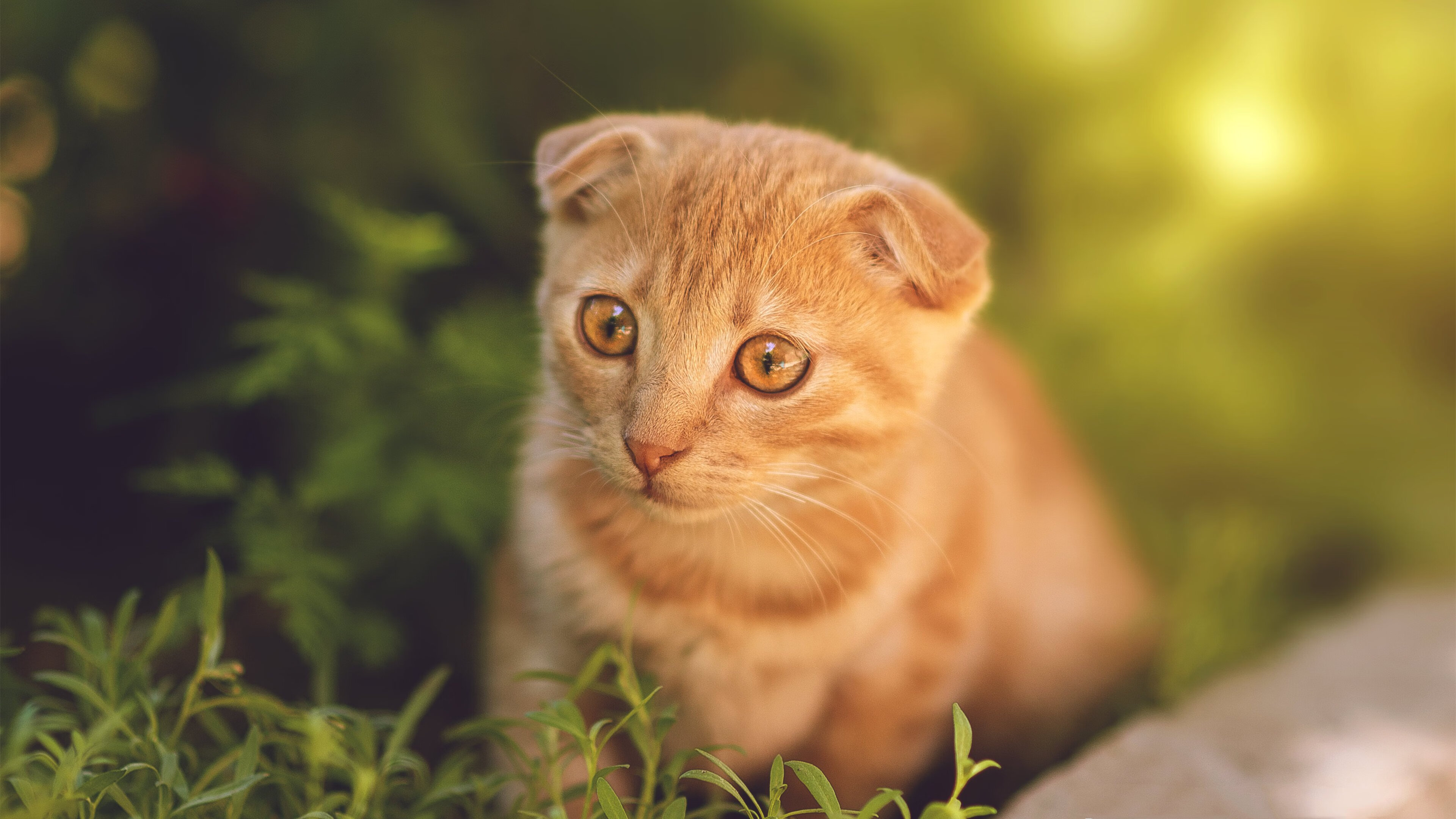 独行侠捍卫主场力克尼克斯,福克斯狂砍40+赛后评分接近满分