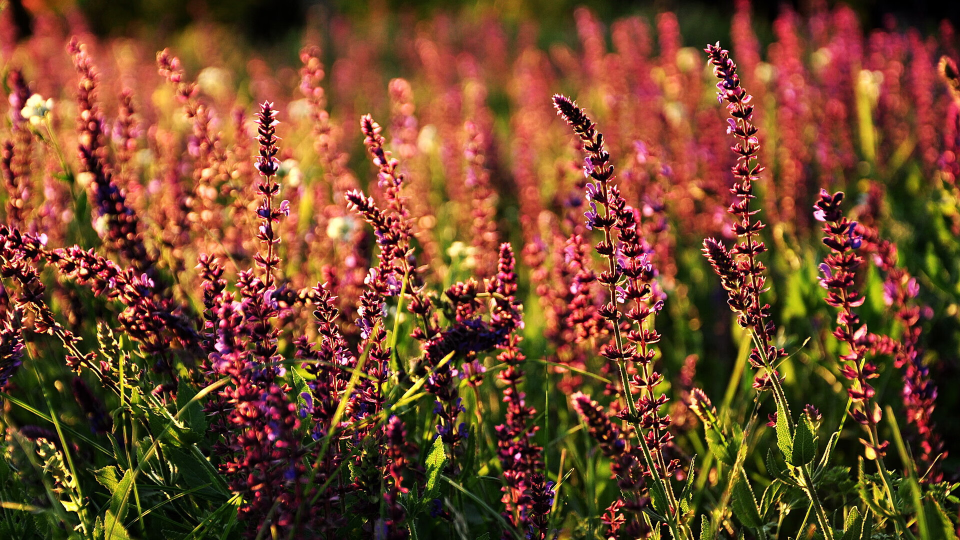 吉林风暴席卷丹佛!福克斯55+15导演史诗级碾压,掘金高原神话今夜破灭