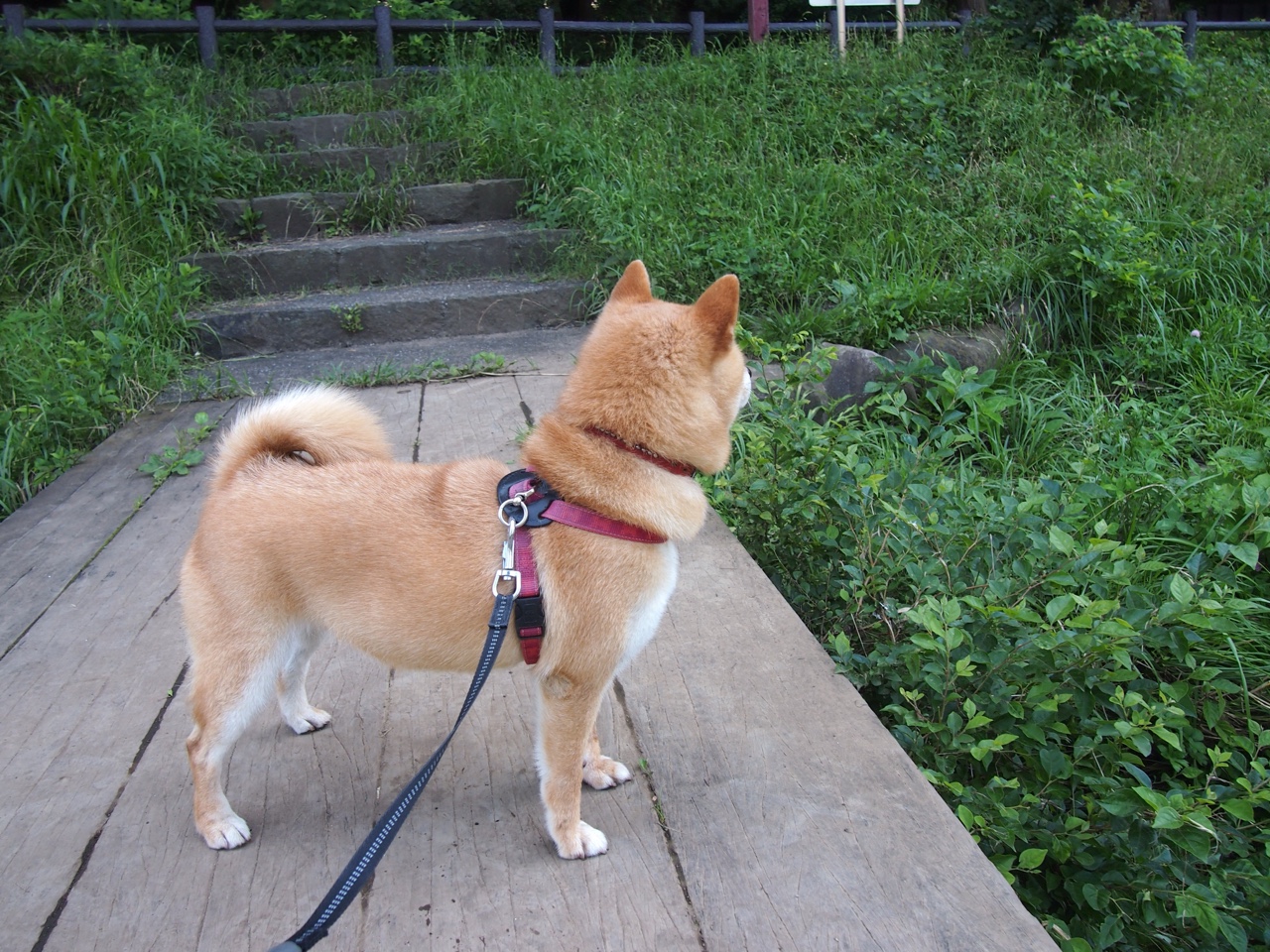 冰面魔术师,英格拉姆用透明屏障封锁魔术的狂欢