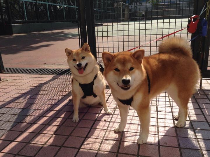 美加墨世界杯热潮中的NBA焦点对决，76人主场力克公牛，展现篮球与足球的跨界激情