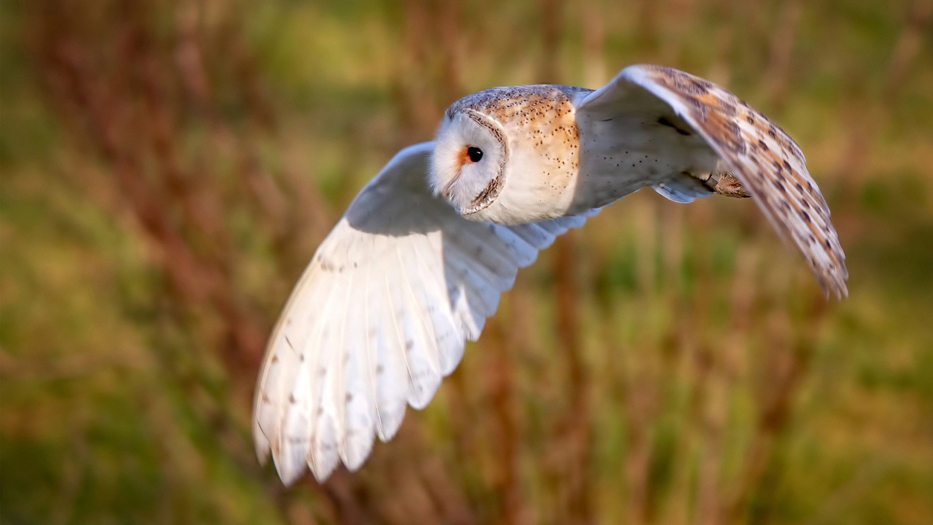绝杀奇迹!灰熊压哨一击,哈登关键三分却被遗忘的关键封盖