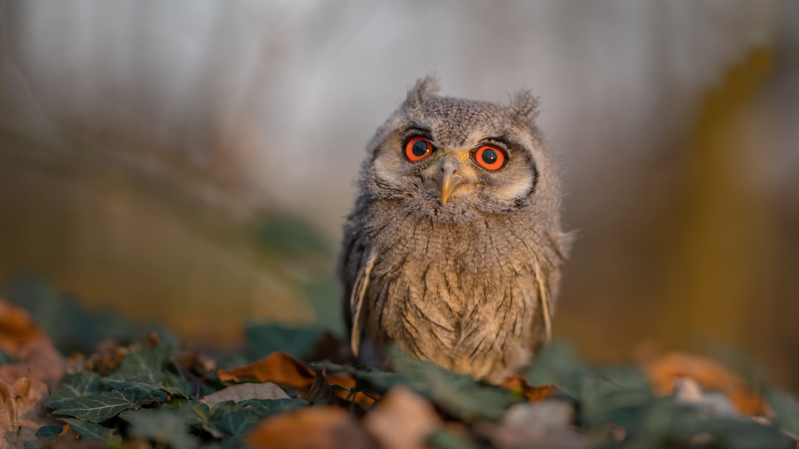 在时间的弹道里，他是唯一的变量，奥运周期关键战之夜，布雷默如何将比赛走势炼成一门精确的艺术